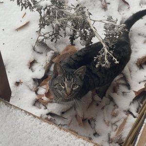 Meet your Posher, Juno